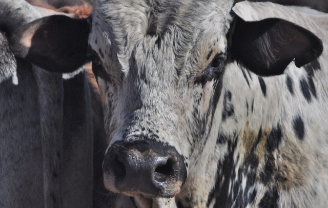 bull charger